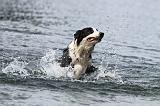 BORDER COLLIE 736